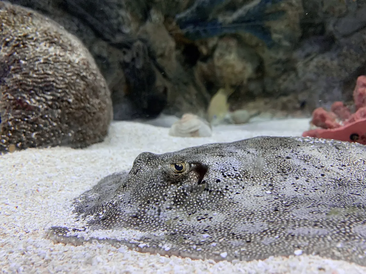 SEA LIFE Orlando Aquarium