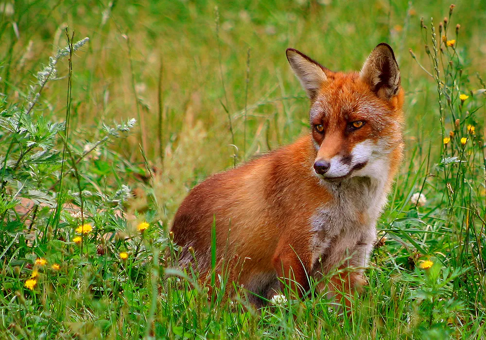 Skandinavisk Dyrepark
