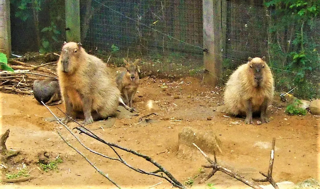 Hanwell Zoo