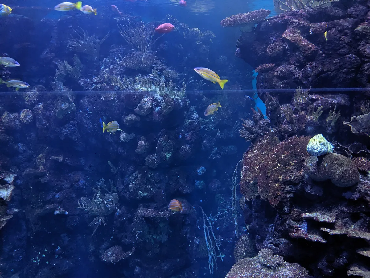 Royal Burgers' Zoo