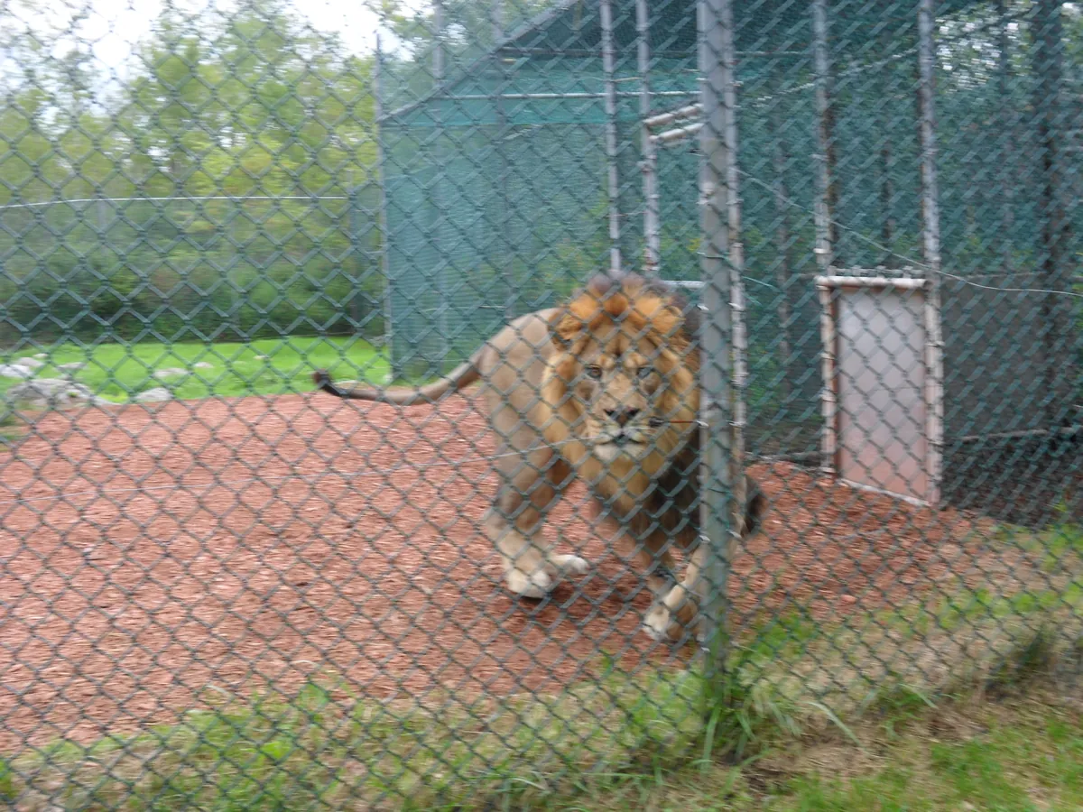 York's Wild Kingdom