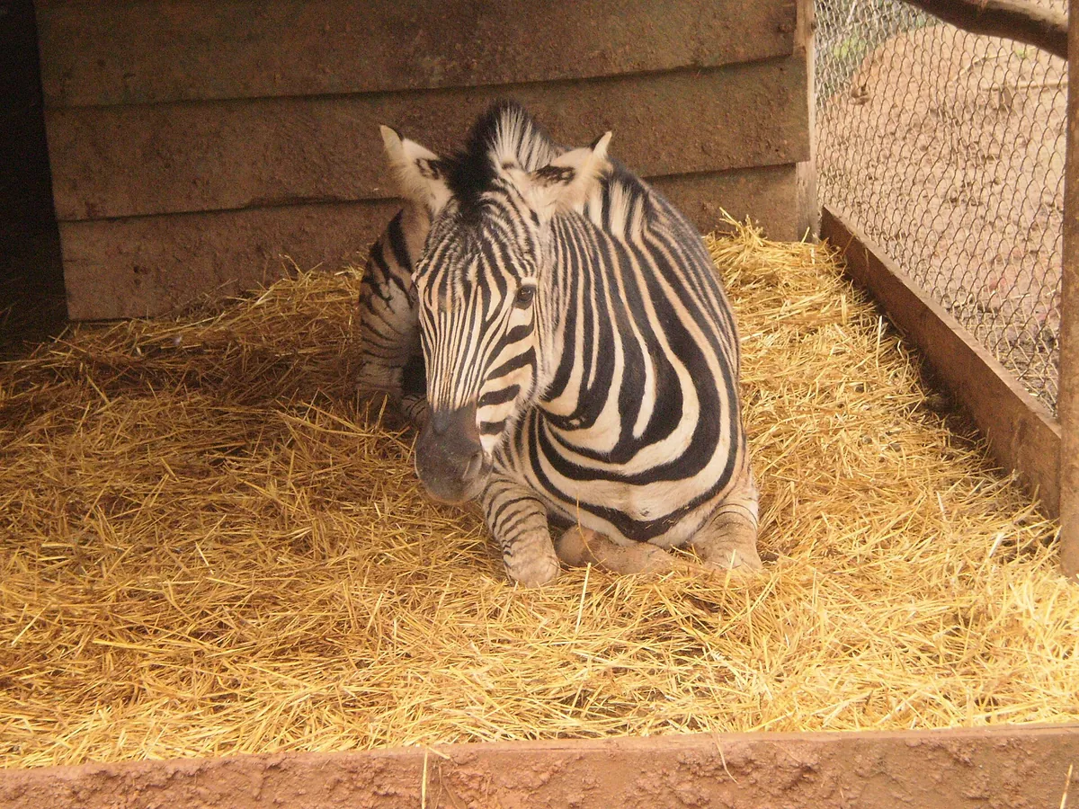 Zoológico de Concepción