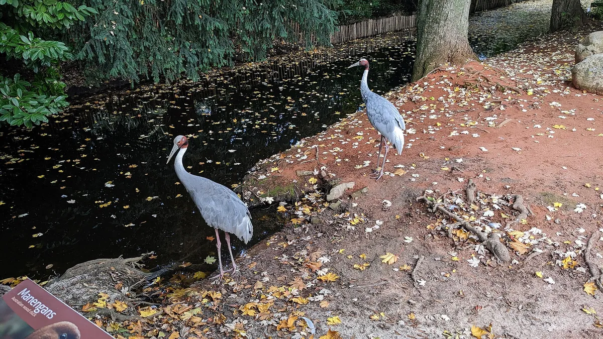Vogelpark Avifauna
