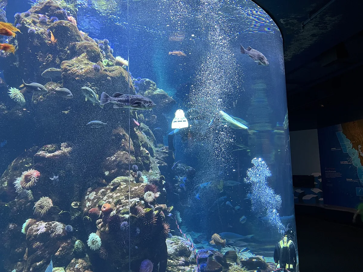 Steinhart Aquarium