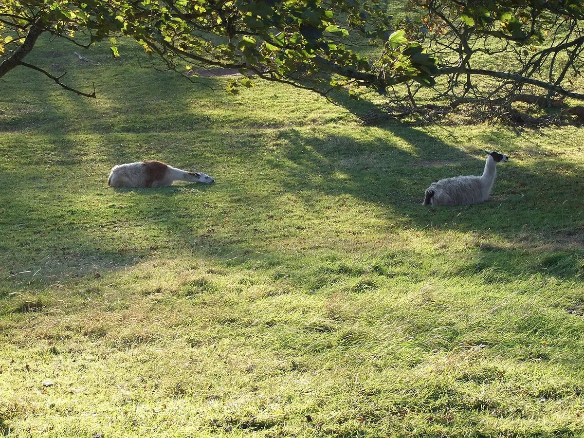 Sewerby Zoo