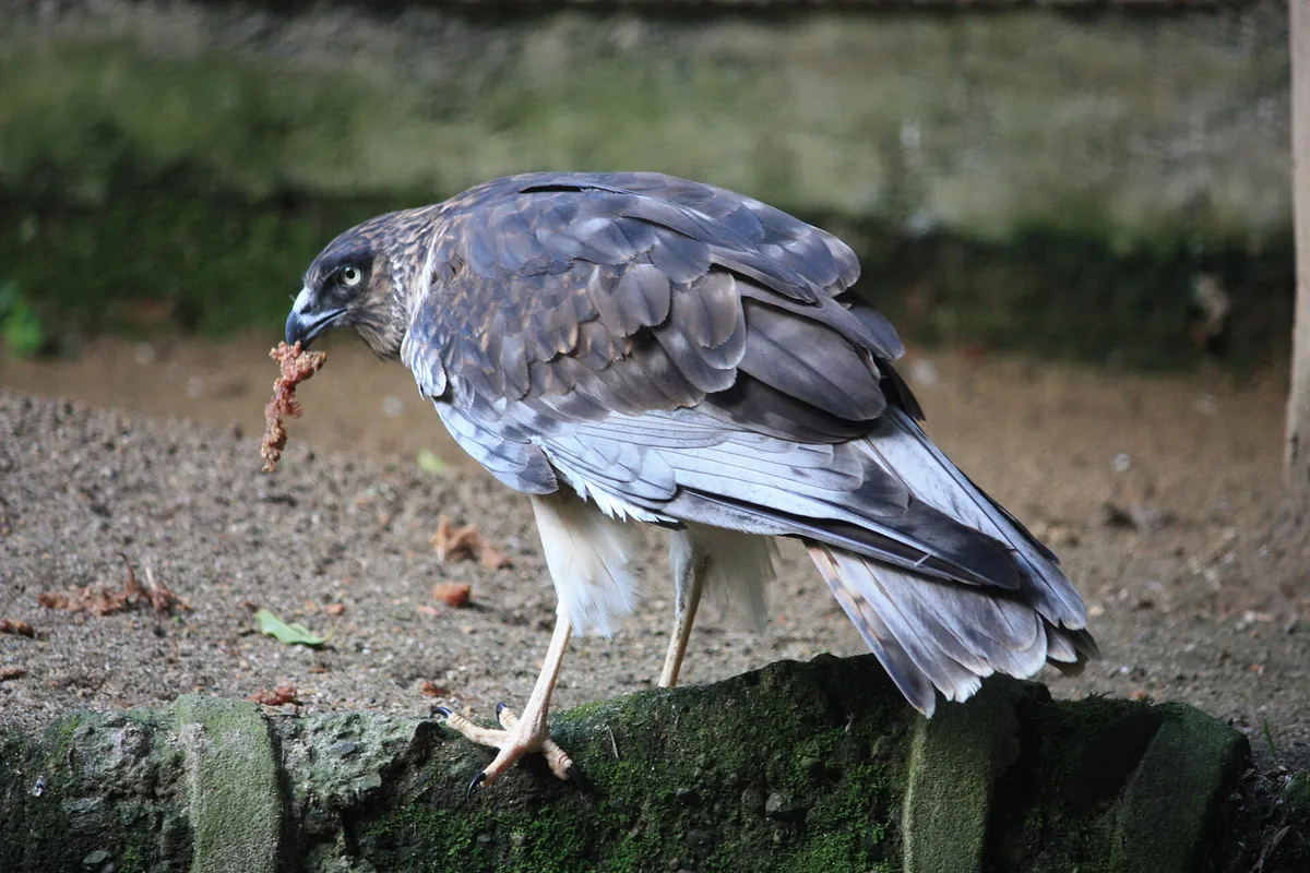 Hamilton Zoo