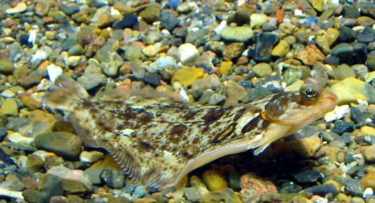 Nordsøen Oceanarium