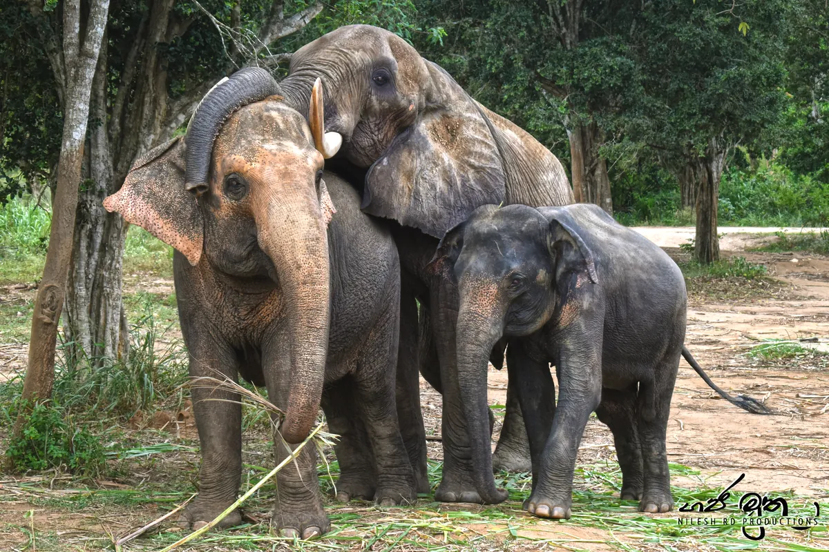 Ridiyagama Safari Park