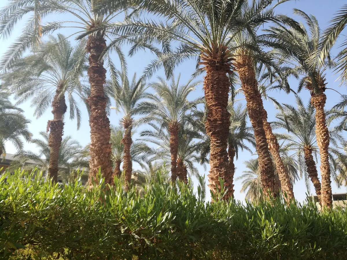 Oasis Park