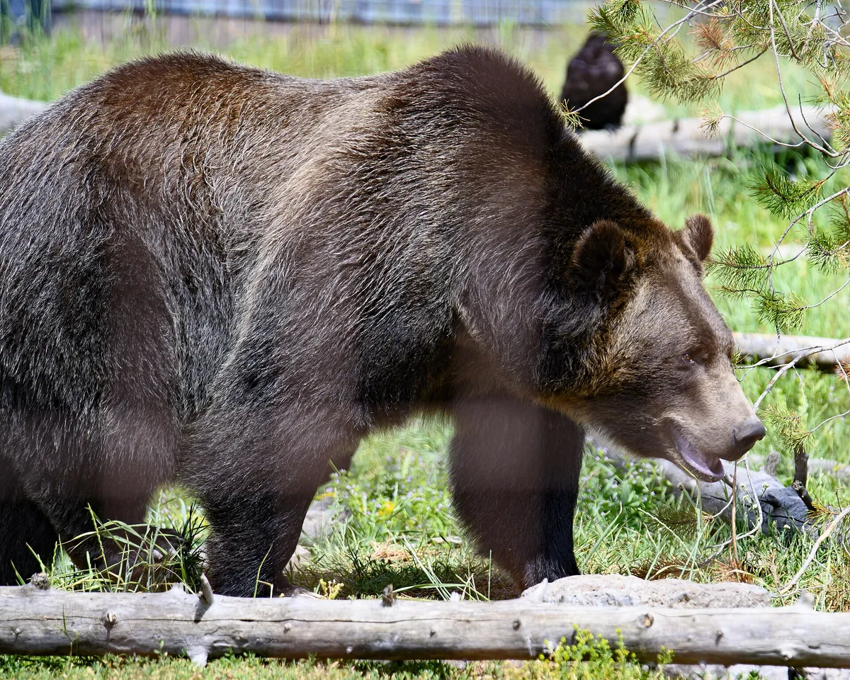 Grizzly & Wolf Discovery Center