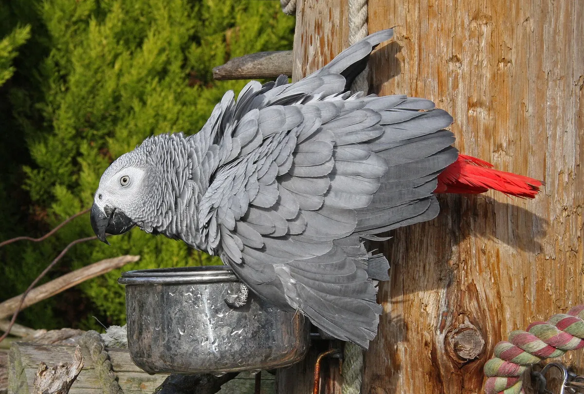 Lincolnshire Wildlife Park