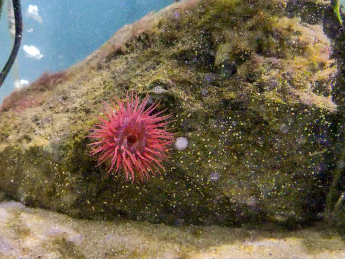 Anglesey Sea Zoo