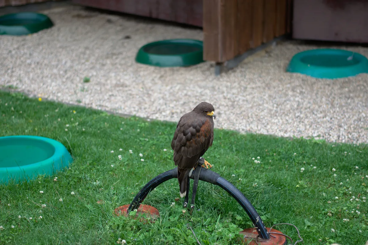 Zoofalknerei Neunkirchen