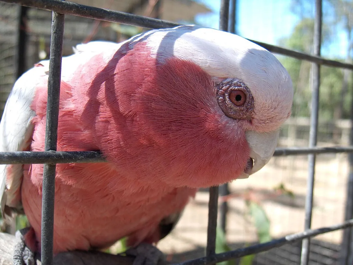 Billabong Sanctuary