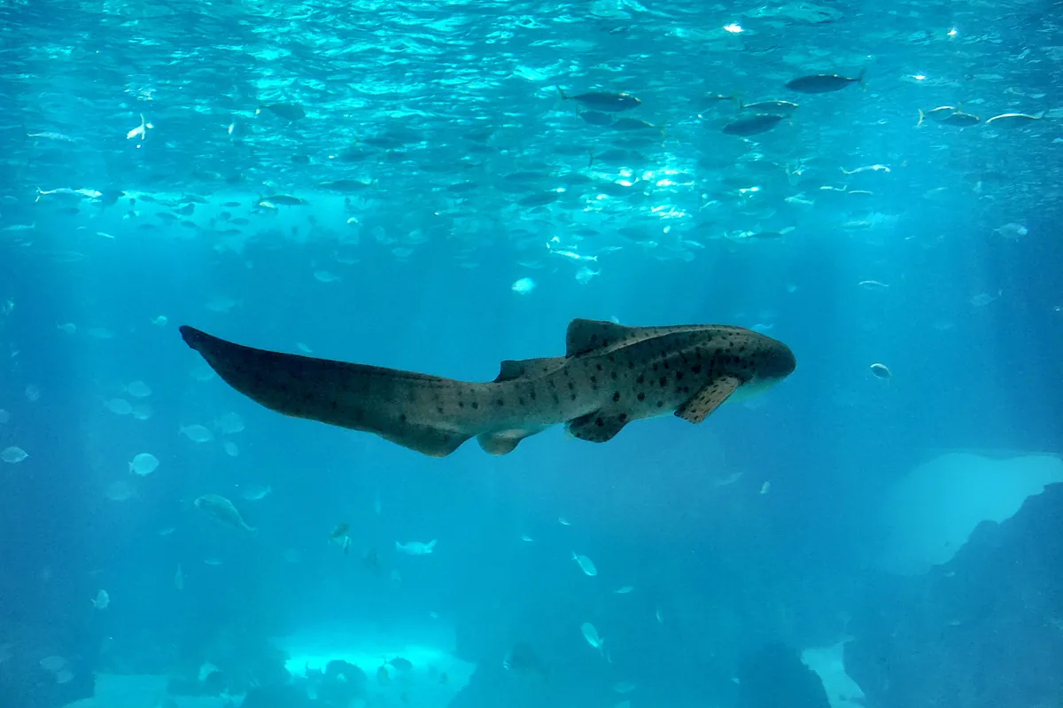 Oceanário de Lisboa