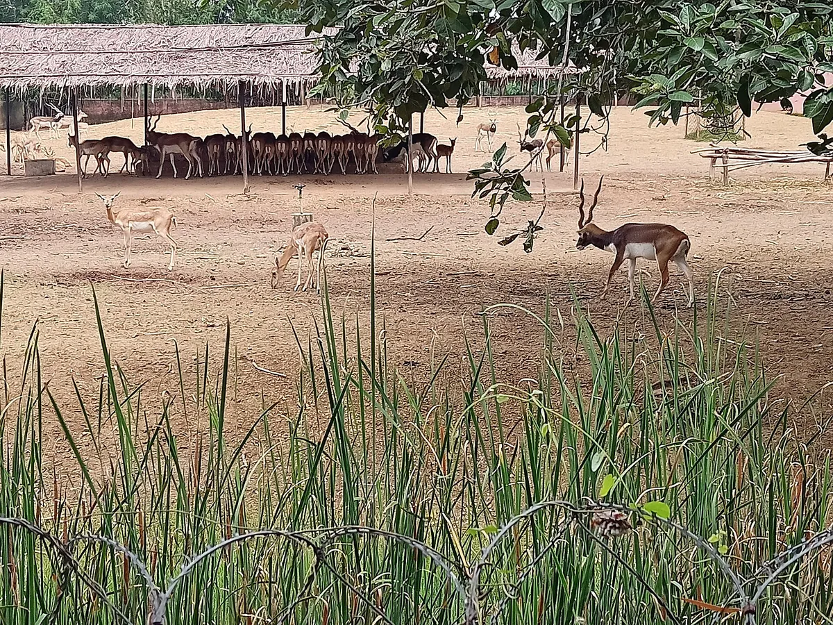 Kanan Pendari Zoo
