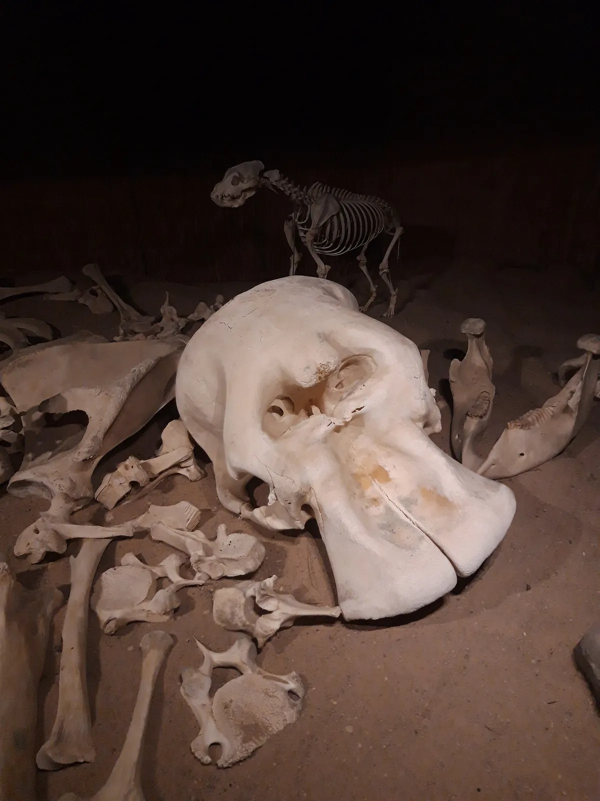 Dvůr Králové Zoo