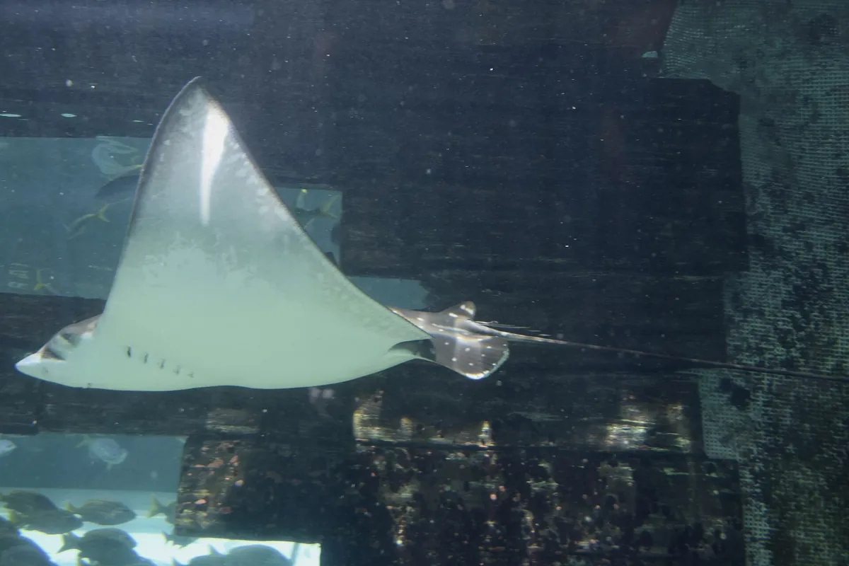 Sea Life Sydney Aquarium