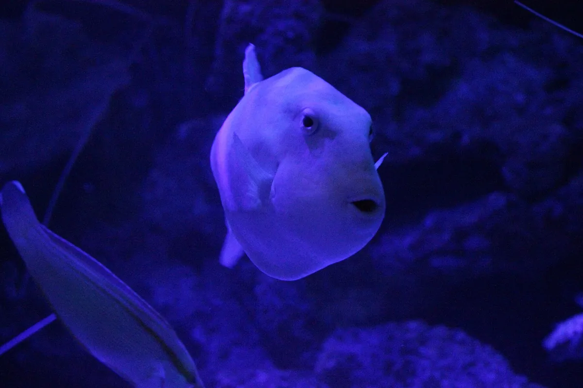 Aquarium of Western Australia