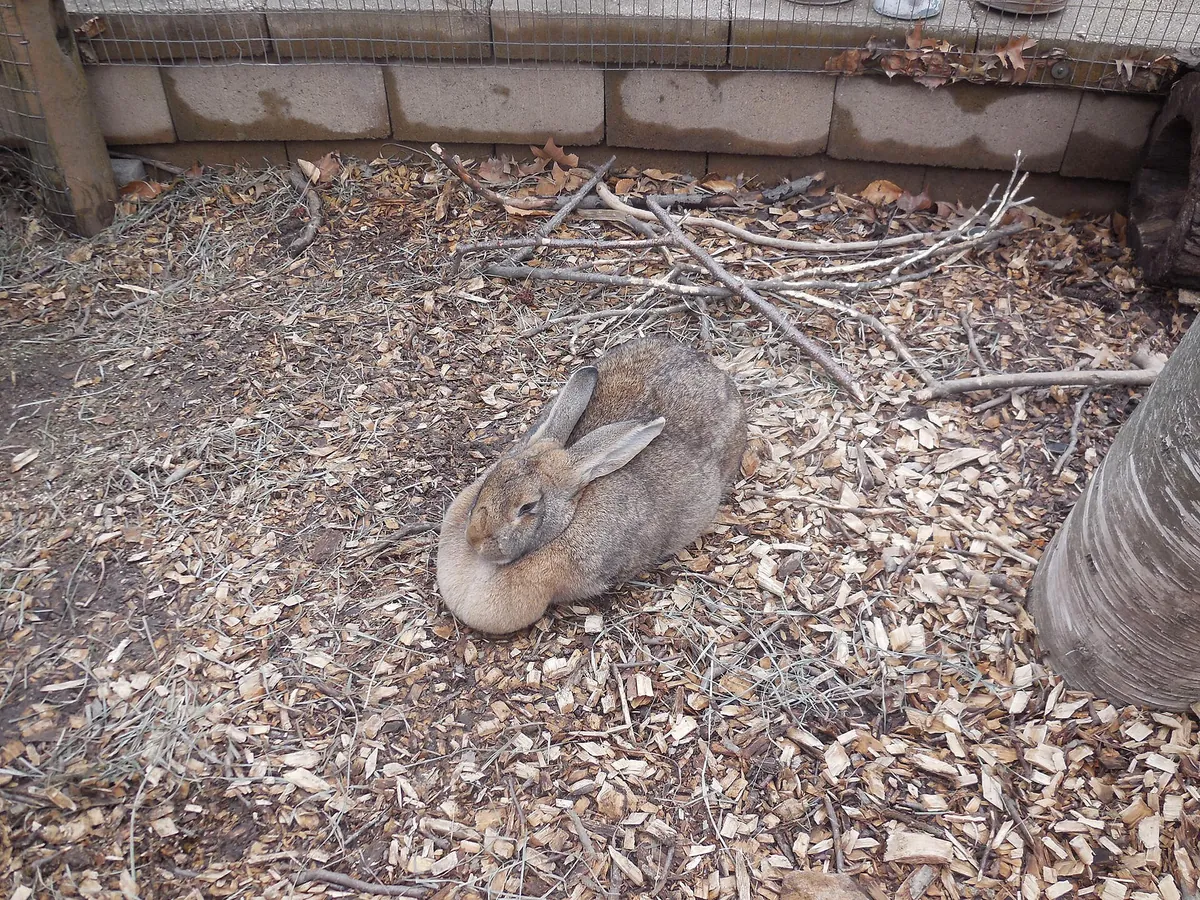Queens Zoo