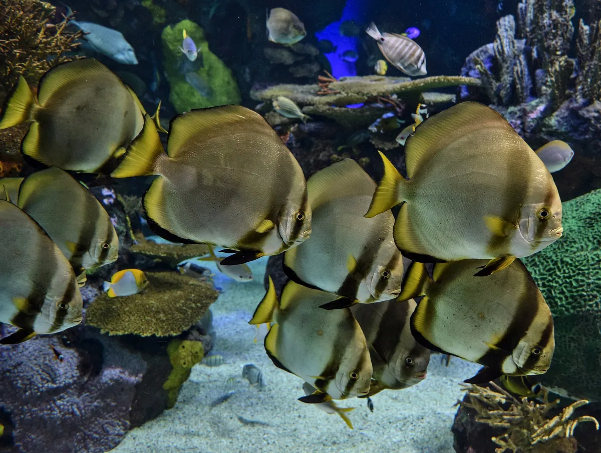 Ripley's Aquarium of Canada