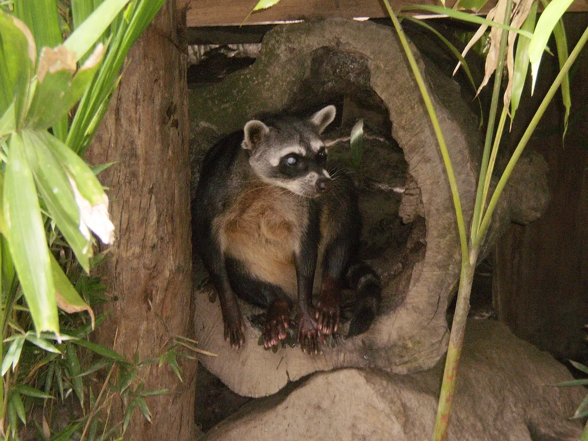 Parque Zoológico Caricuao