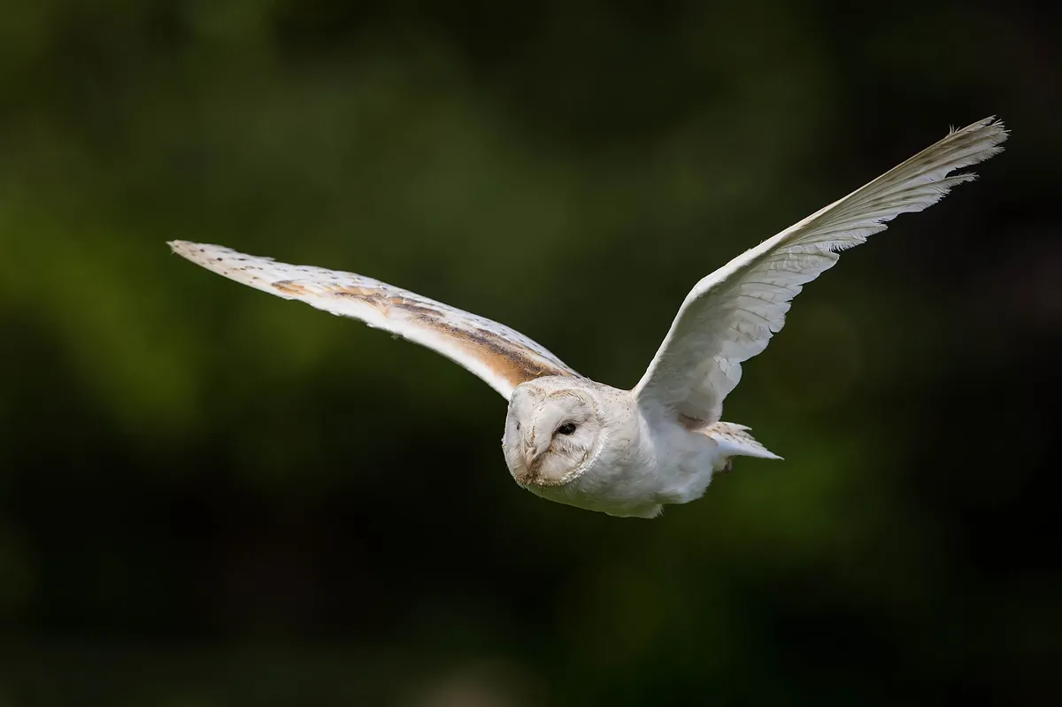 Hawk Conservancy Trust