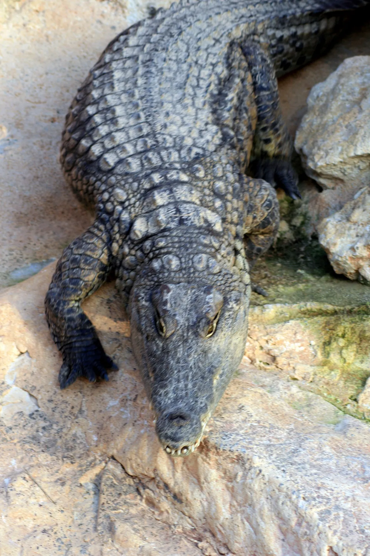 La Ferme aux crocodiles