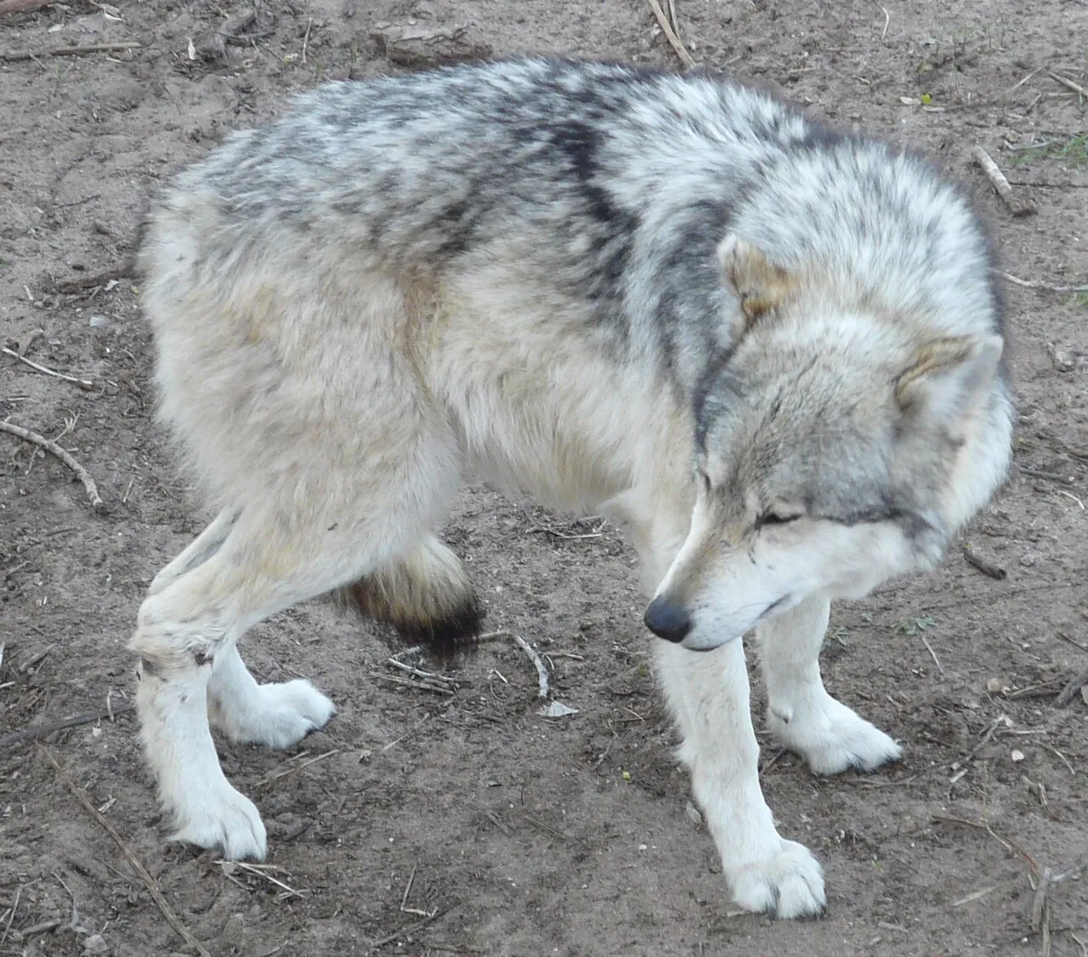 Sedgwick County Zoo