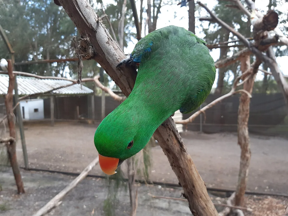 Ranger Red’s Zoo & Conservation Park