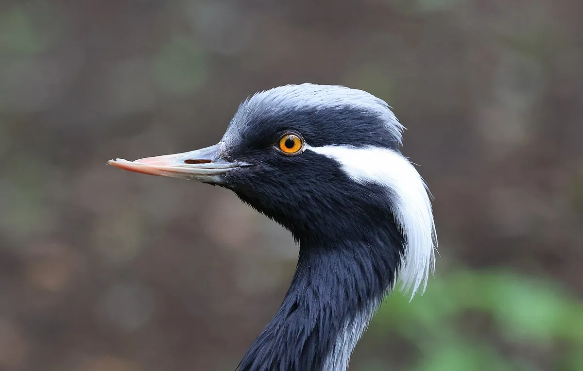 Domaine zoologique de Pescheray