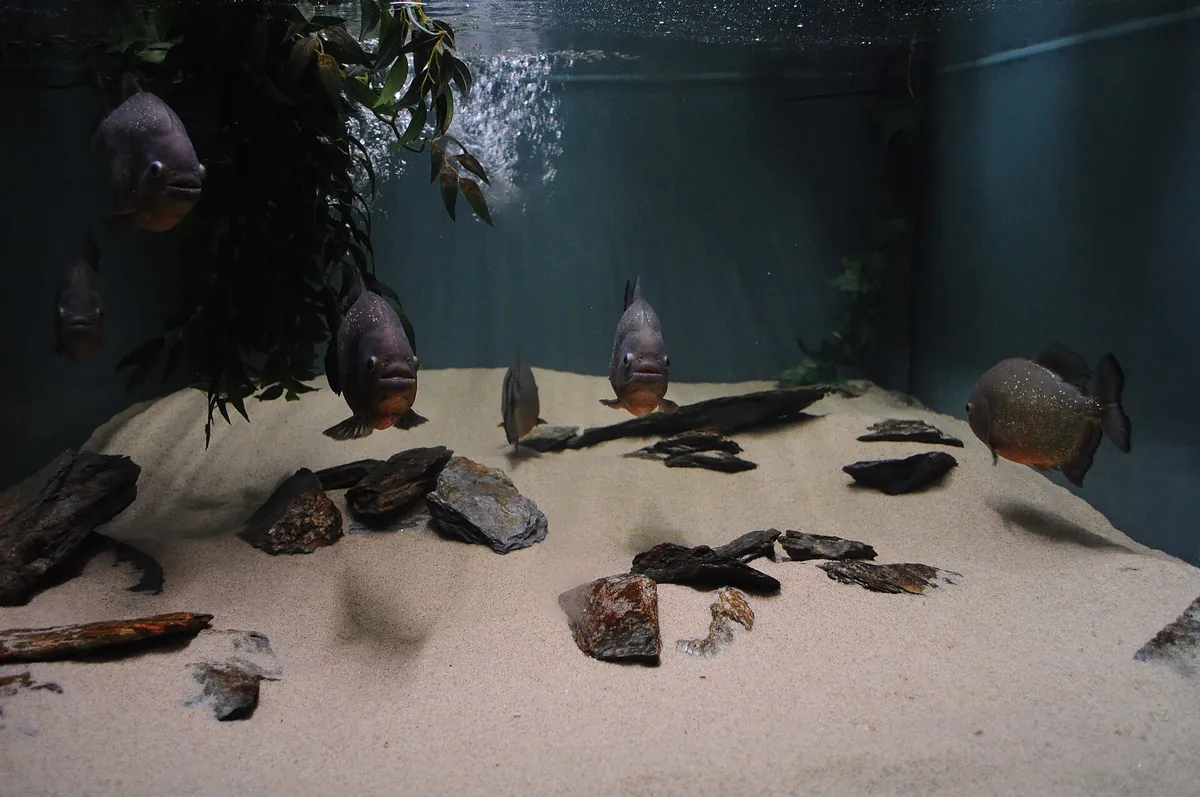 FLUVIÁRIO DE MORA