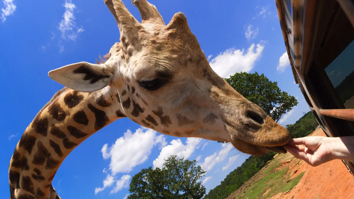 Wild Animal Safari, Pine Mountain