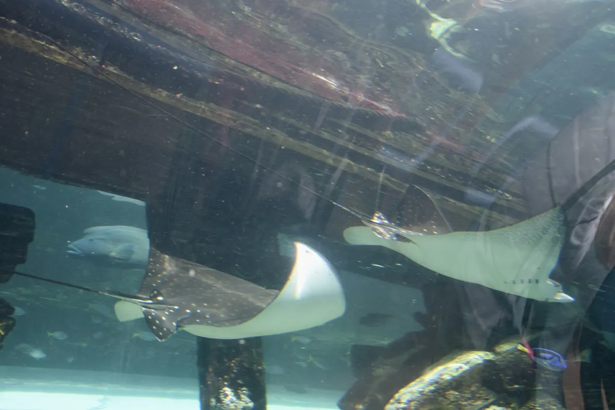 Sea Life Sydney Aquarium