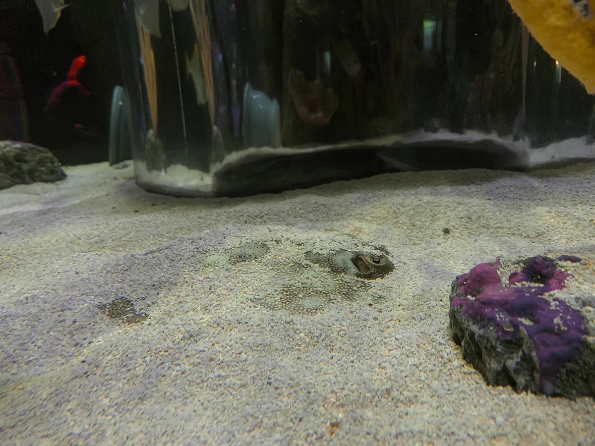 SEA LIFE Orlando Aquarium