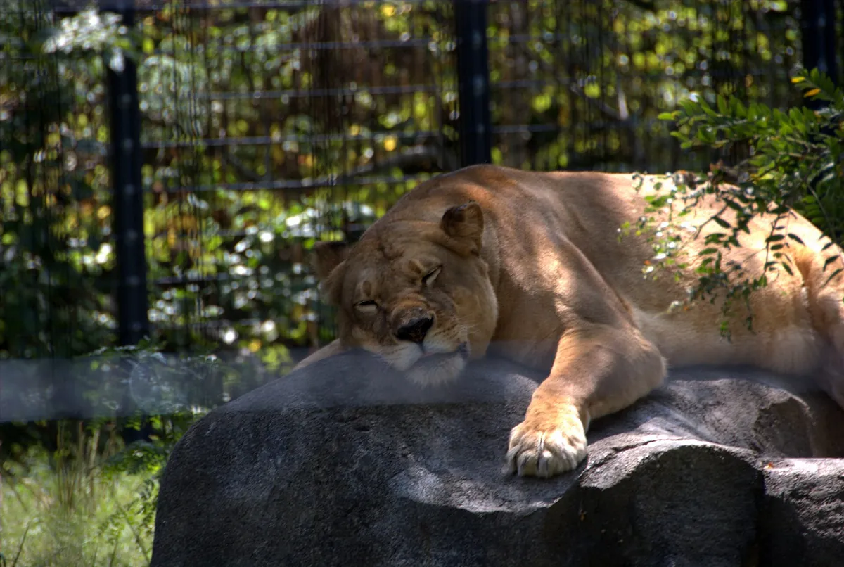 Blank Park Zoo