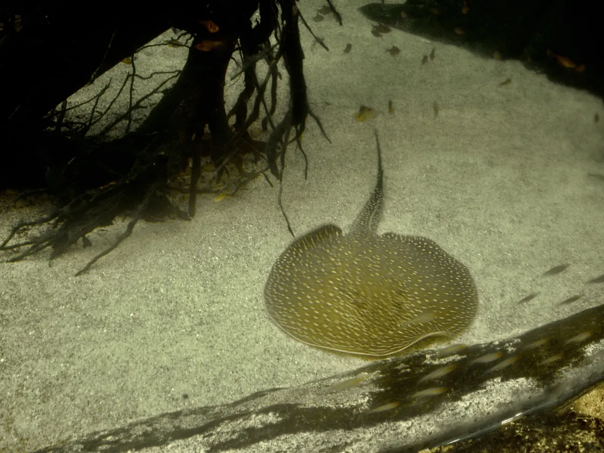 Istanbul Aquarium