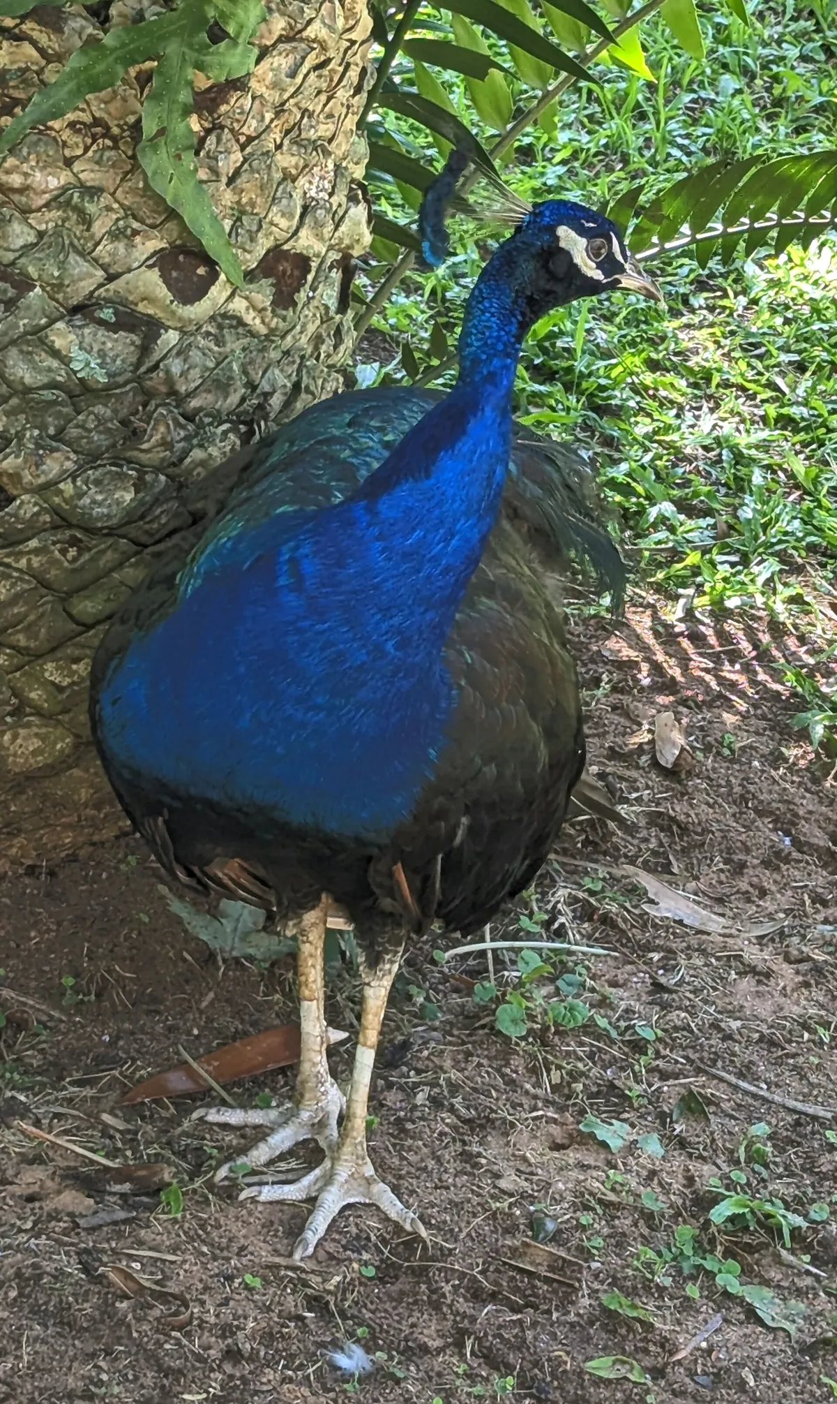Mitchell Park Zoo