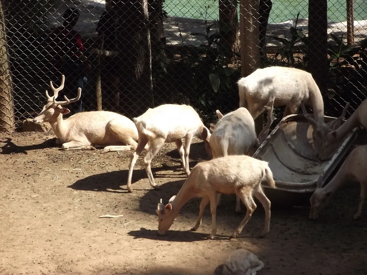 Zoológico de Quilpué