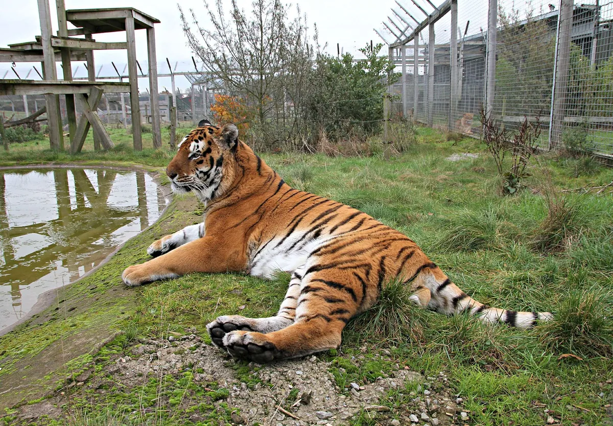 Noah's Ark Zoo Farm