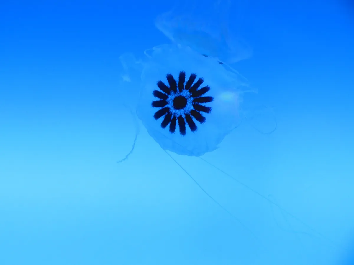 Aquarium of Veracruz