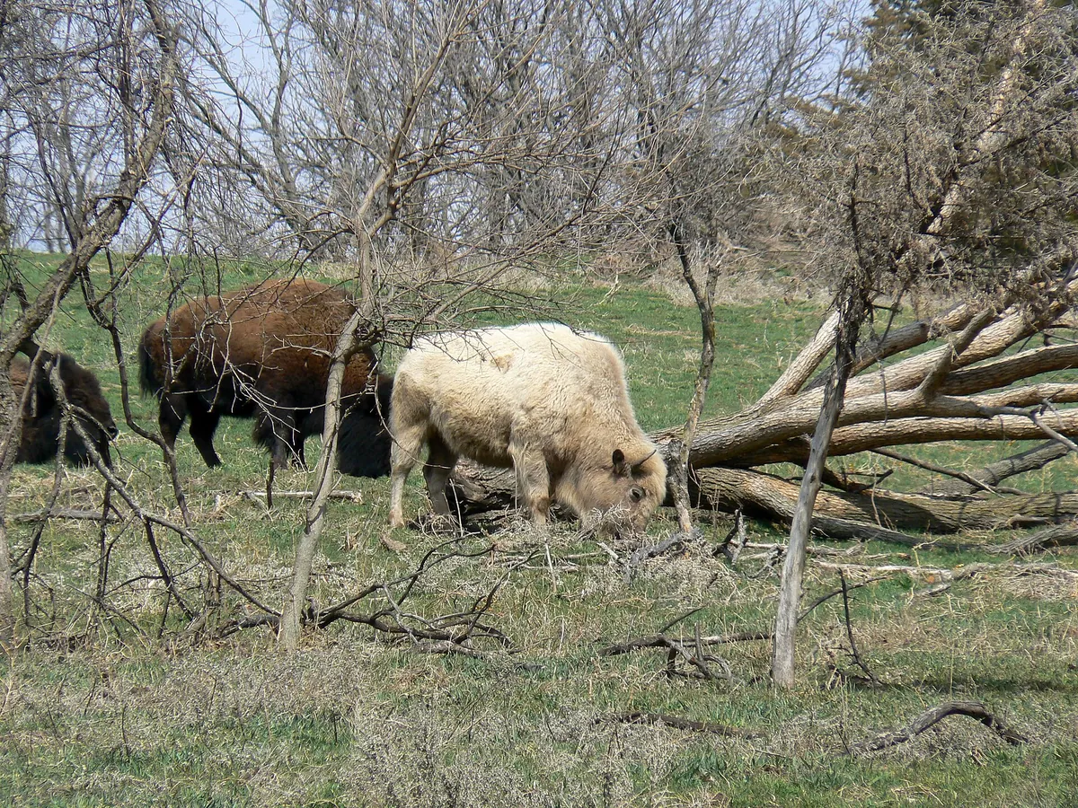 Lee G. Simmons Wildlife Safari Park