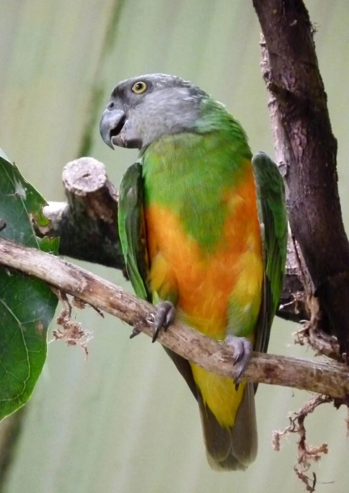 Exotic Animal World