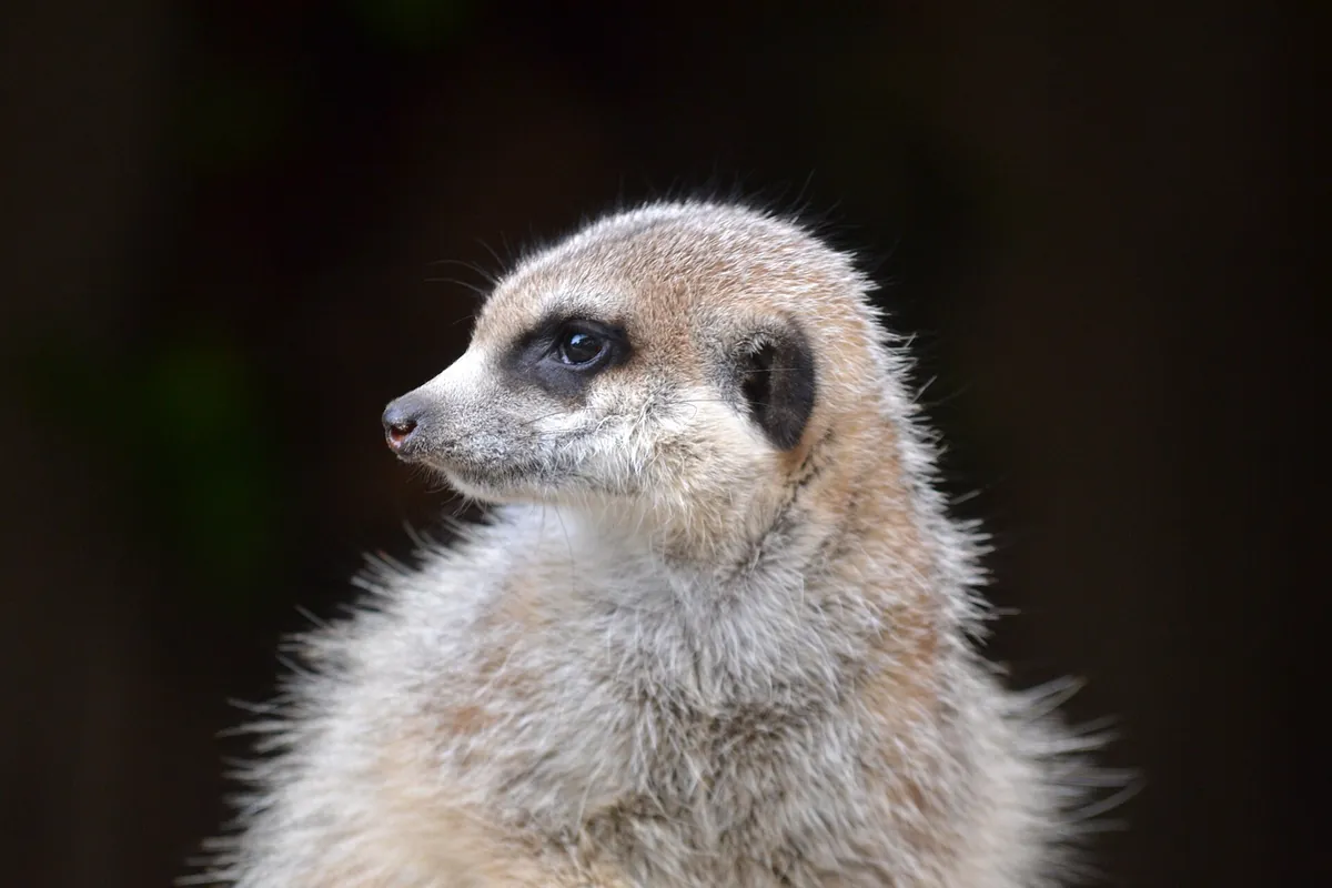 Mogo Wildlife Park