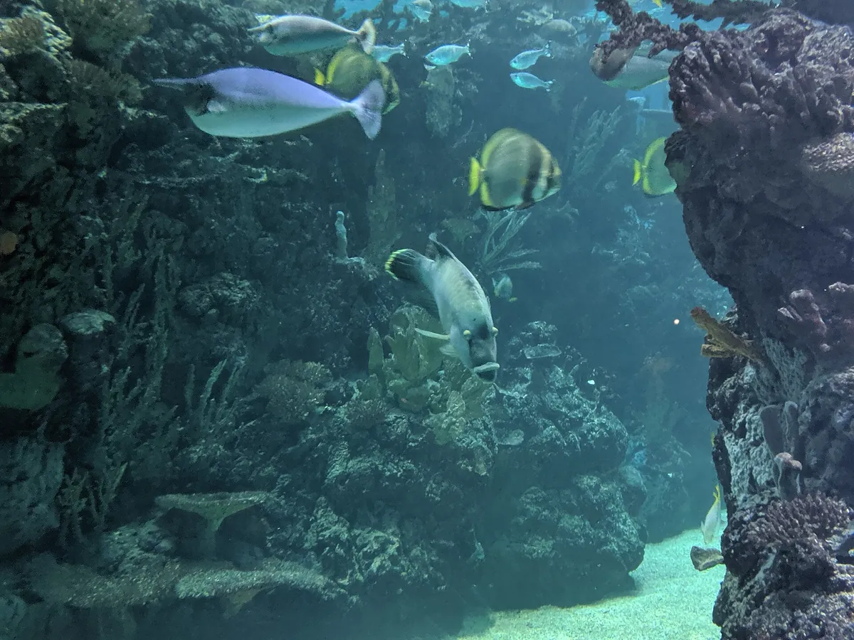 Royal Burgers' Zoo