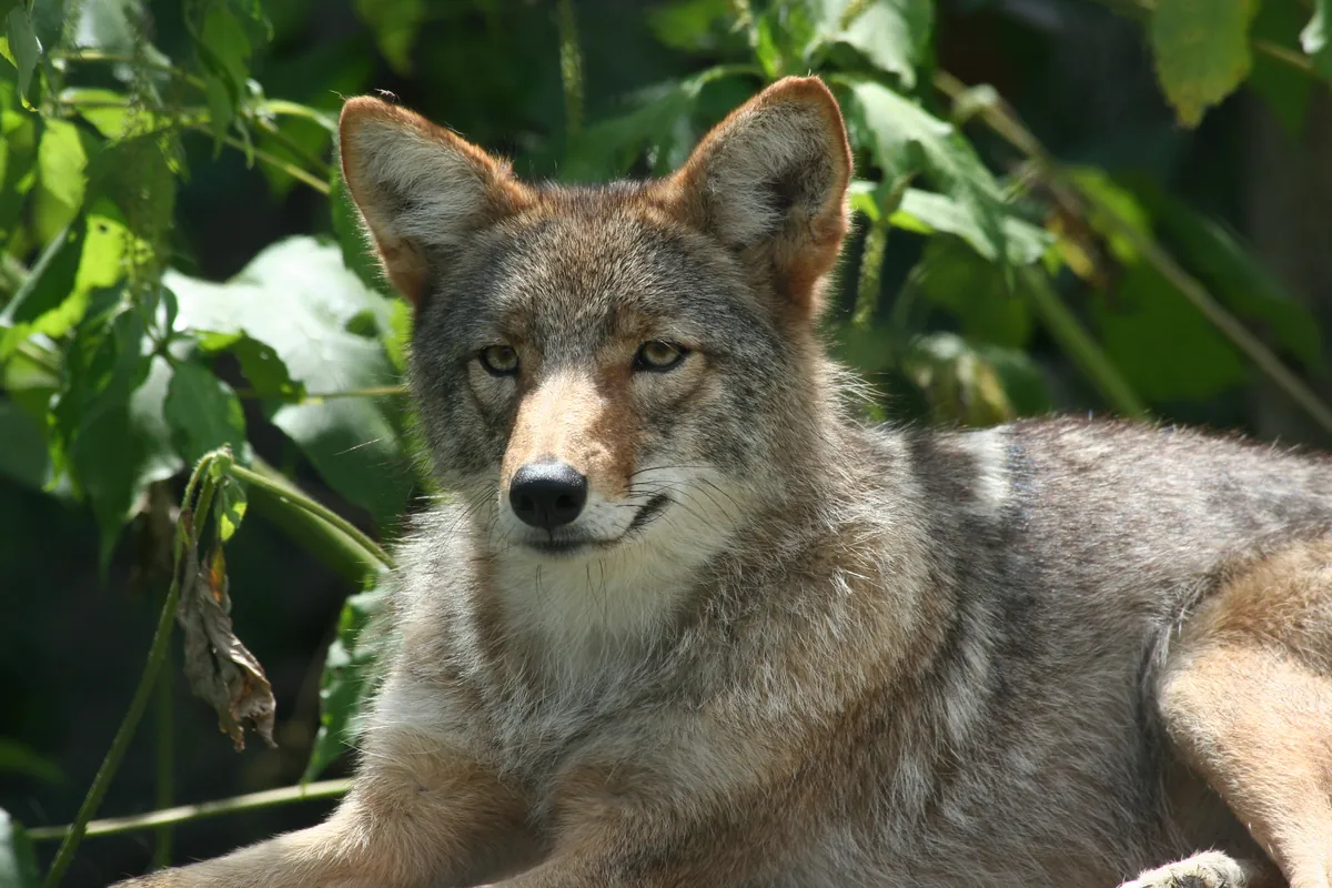 Papanack Park Zoo