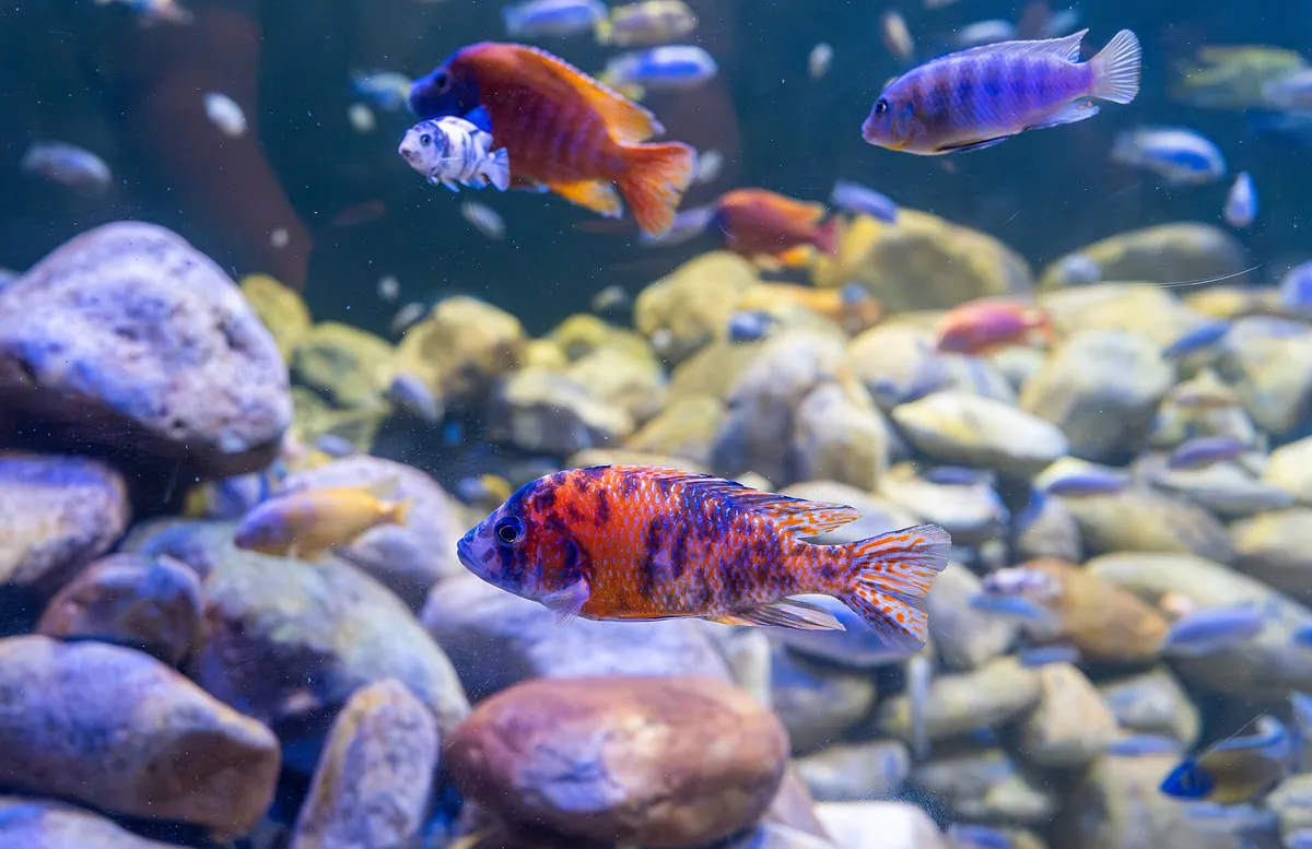AquaRio