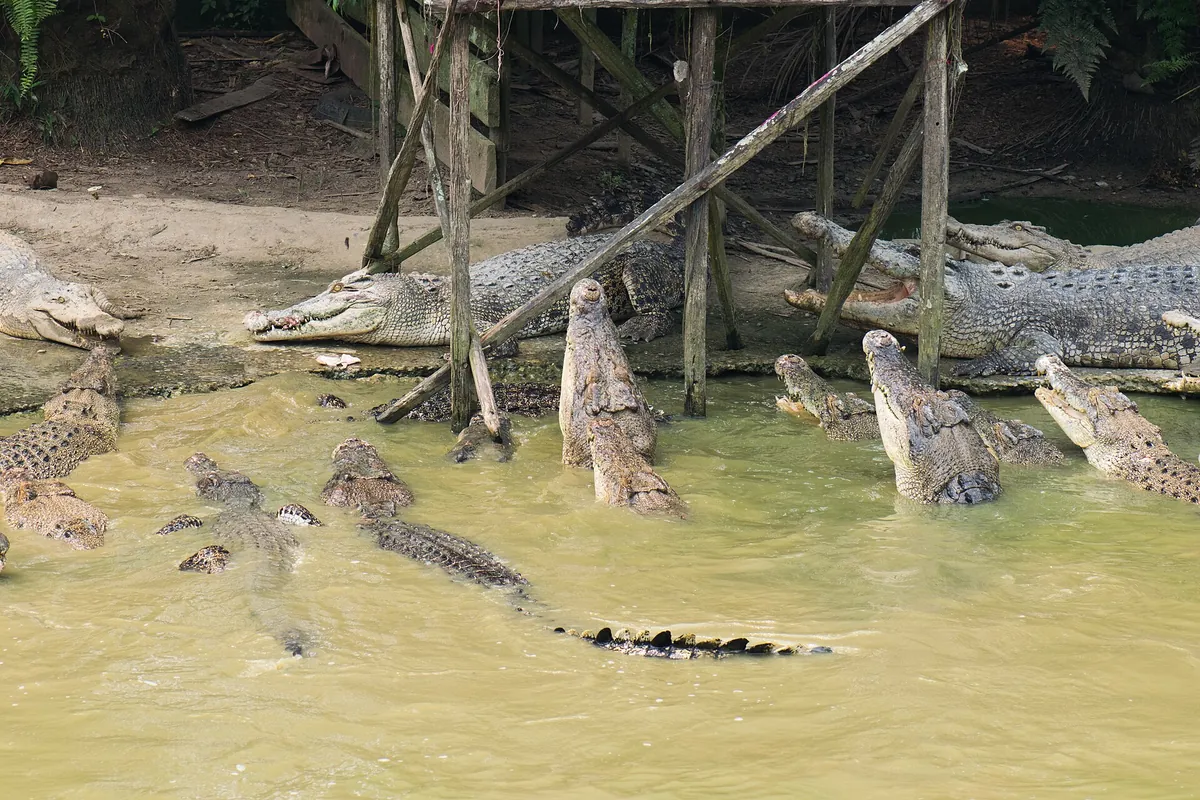 Jong's Crocodile Farm and Zoo