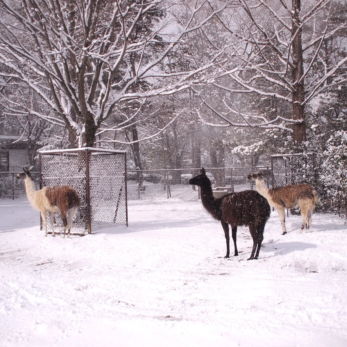 Sendai Yagiyama Zoological Park