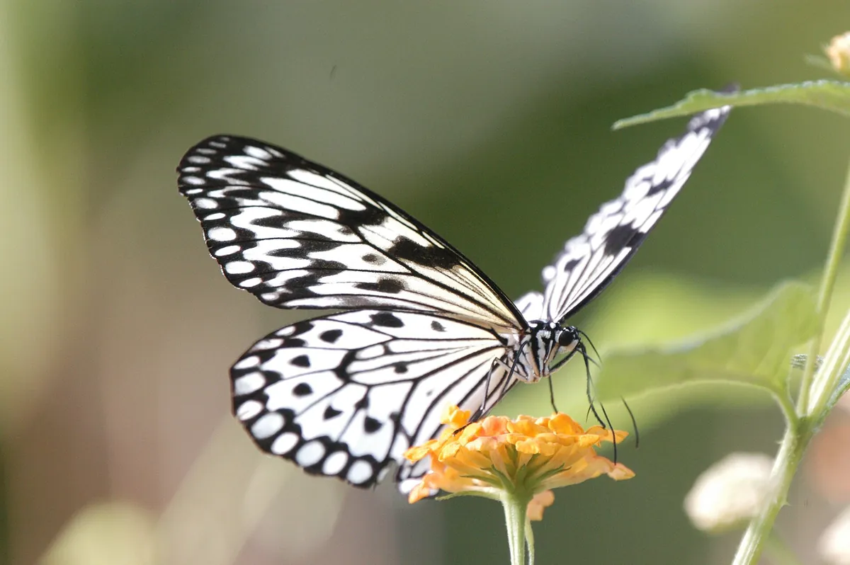 Cambridge Butterfly Conservatory